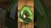 Cutting Crystal Glass Kiwi Ultra Satisfying Asmr Oddlysatisfying Asmrshorts Relaxingvideo