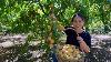 The Peaches Are Ripe One By One Fresh And Sweet